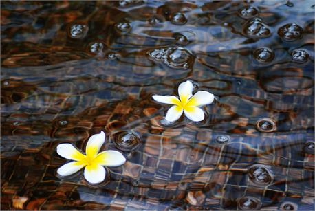 marian trinidad flowers creation swap